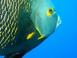French Angelfish. Taken off the Superior Producer wreck, ... by Peter Fields 